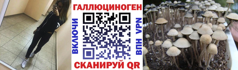 закладка  Дзержинский  Галлюциногенные грибы Psilocybine cubensis 